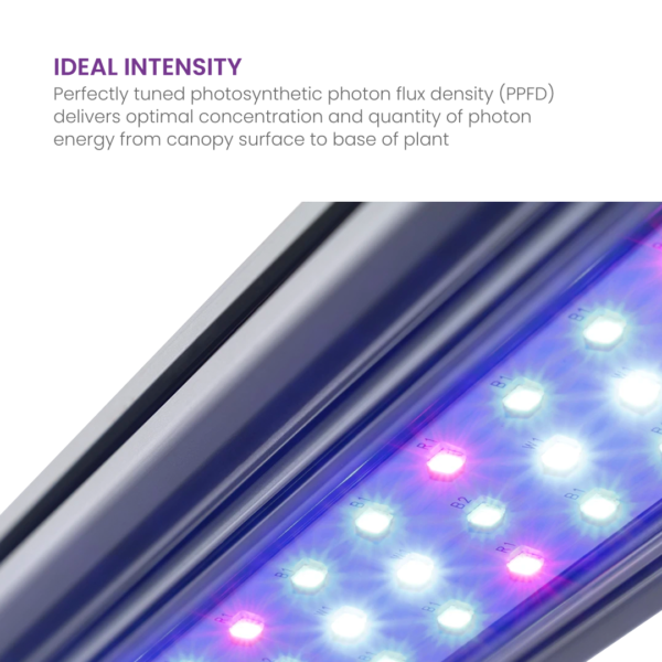 Kind LED X Series Bar Lights PPFD