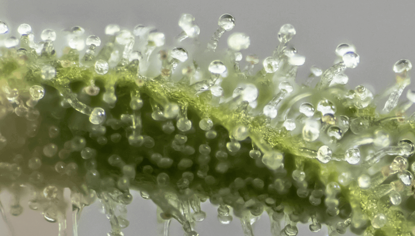 Trichomes