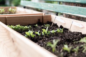 Rows of different green herb seedlings sprouting from wooden plant boxes