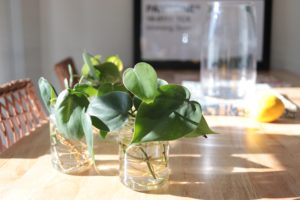 Three Mason jars full of leafy green pothos cuttings