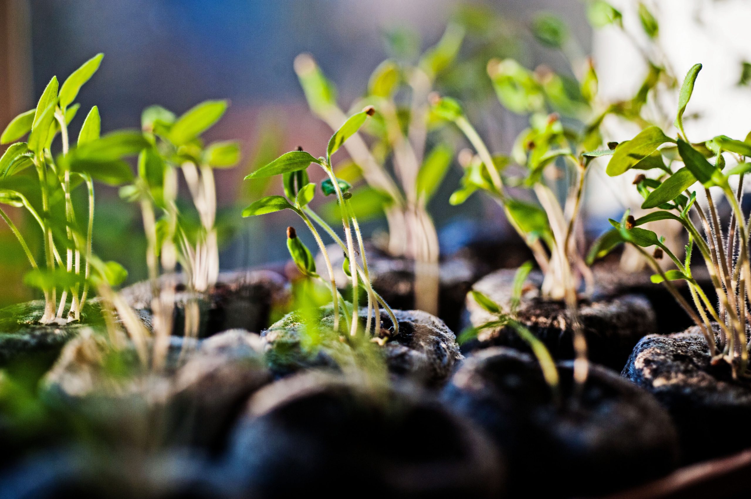 Rows of dozens of green seedlings