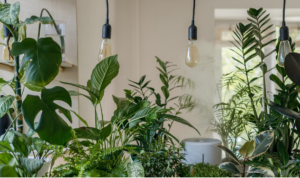 An assembly of multiple potted plants indoors including ferns, lillies, philodendrons, monstera, and rubber plants