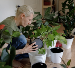 A blonde man in a ponytail tends to several indoor plants