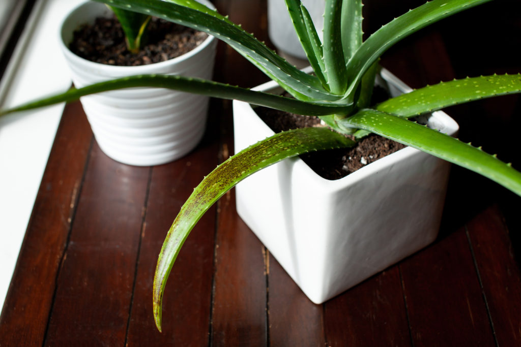 an owerwatered aloe vera plant with a browning leaf