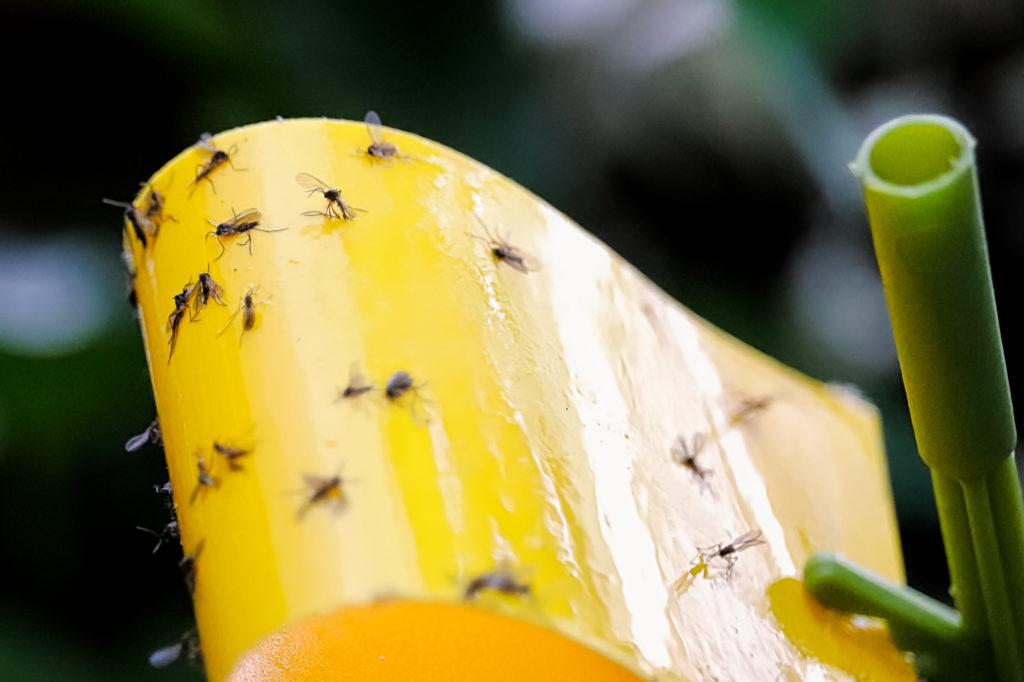 Macro view of fungus gnats stuck to a yellow sticky trap.