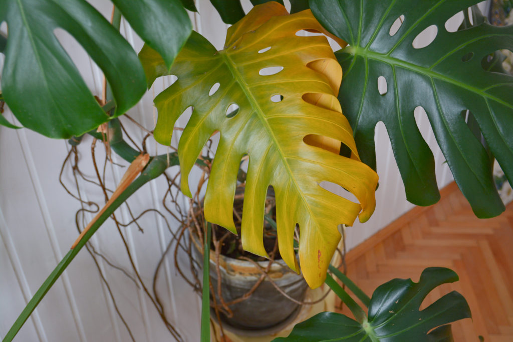 a monstera plant with a yellowed leaf from overwatering