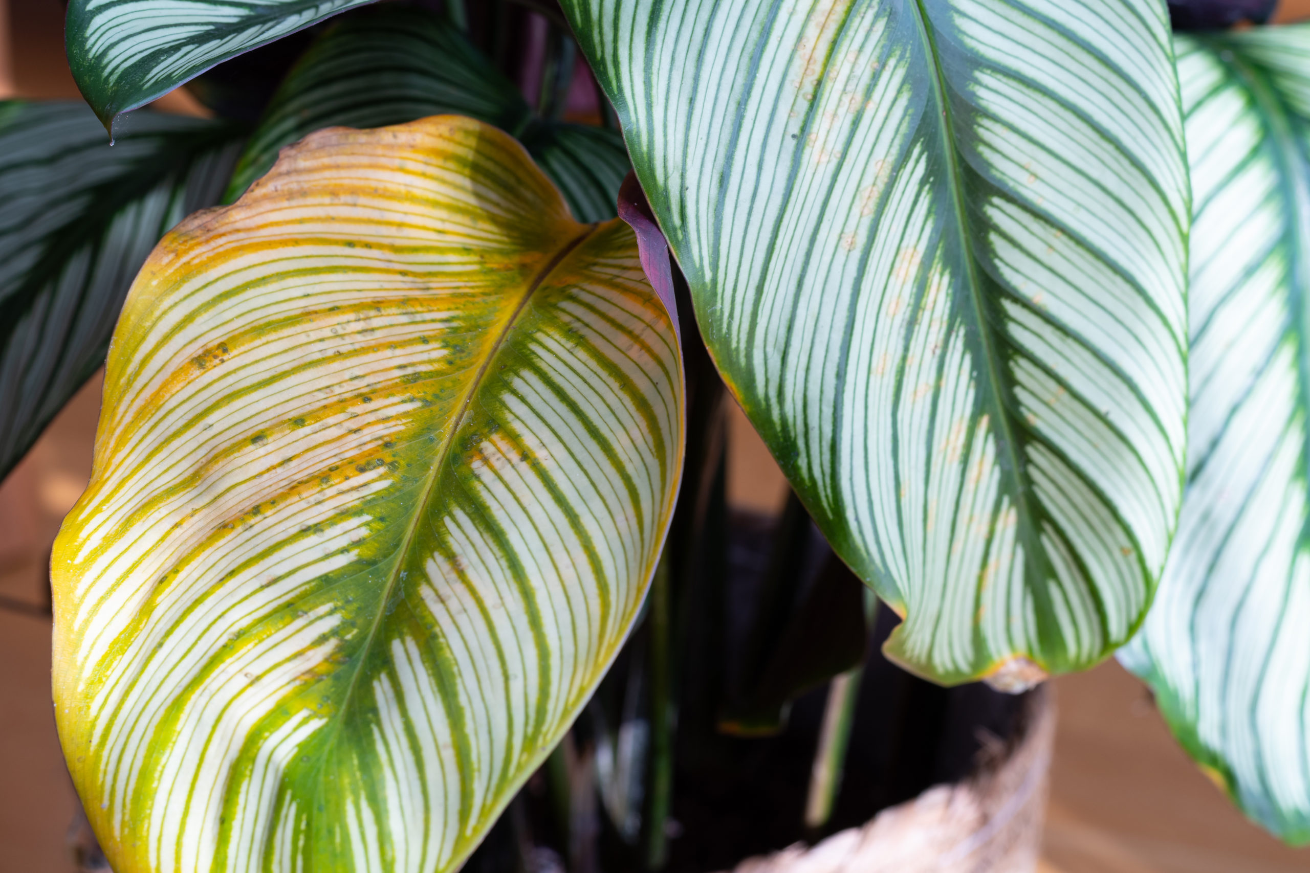 Calathea Majestica ‘White Star’ (goeppertia majestica) with yellow leaves and brown spots